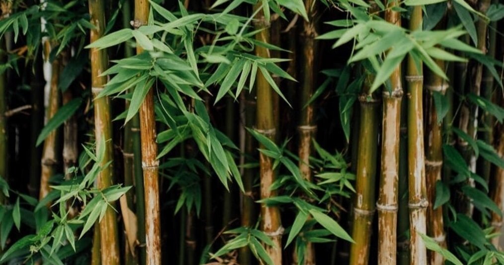 Bamboe als Energiebron: De Rol van Bamboe in Hernieuwbare Energietechnologieën