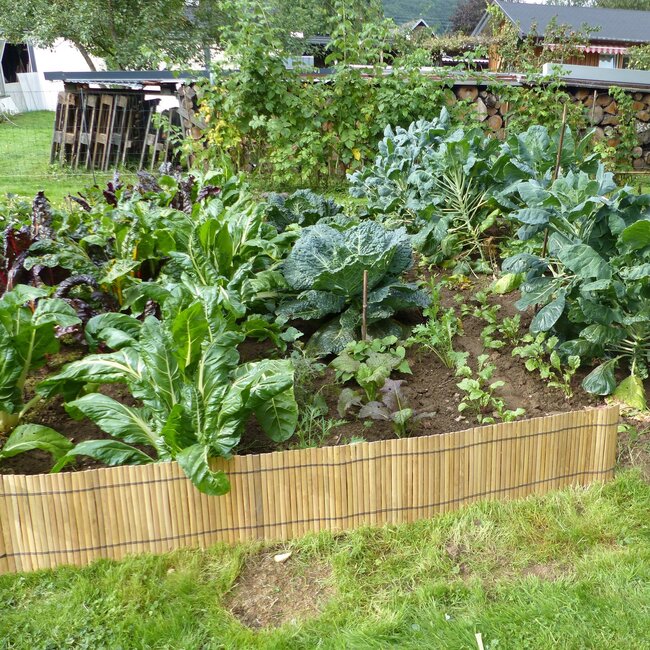 Bamboe Rolborder - Bamboerol - 200cm - Licht