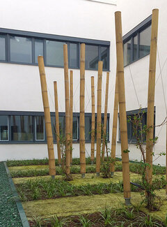 Bamboona Reuze Bamboestokken 3 Meter - Naturel - Petung