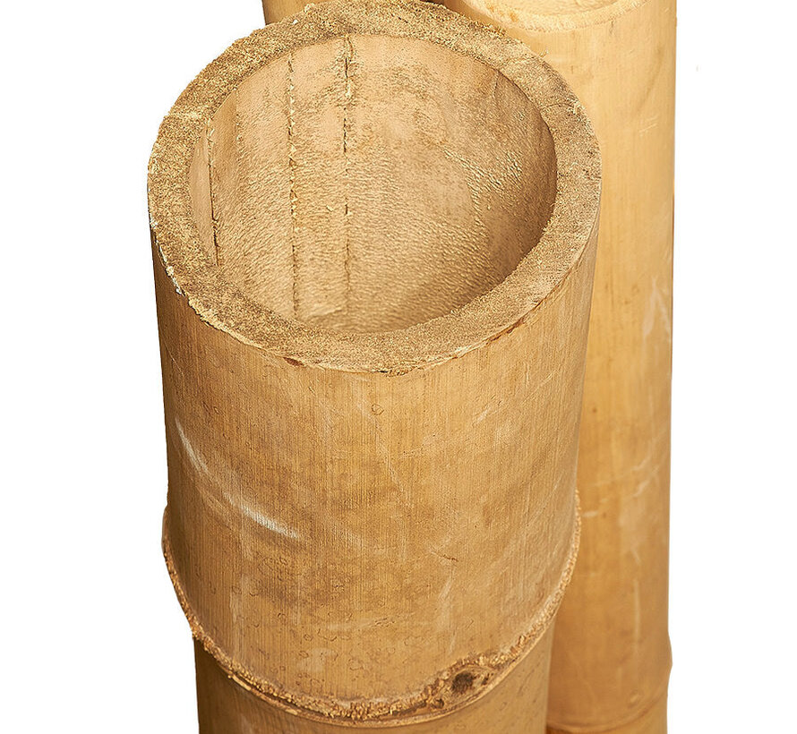 Bâtons de Bambou Géants 300cm - Naturel - Petung