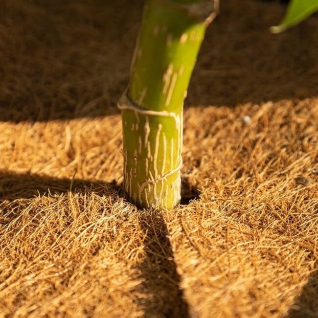 Coconut Mats for Plant Protection - Antifreeze - Natural