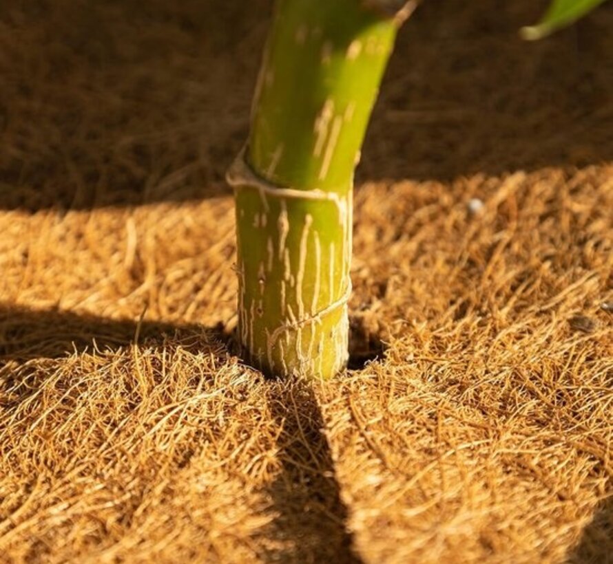 Tapis en coco pour la protection des plantes - Antigel - Naturel