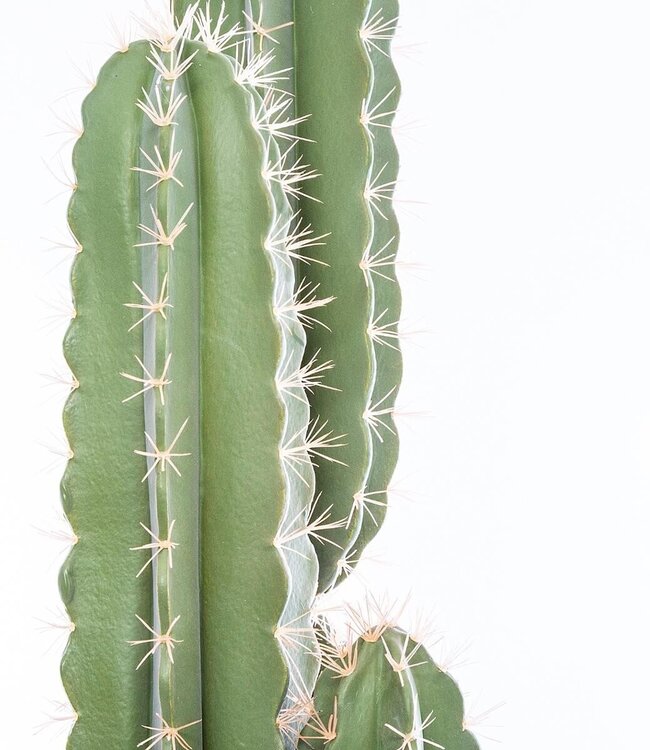 Artificial Cactus - H. 185 cm