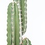 Artificial Cactus - H. 185 cm