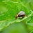 Insektenabwehr