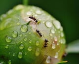 Het Belang van Insectvriendelijke Planten