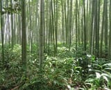 5 manieren waarop bamboe bijdraagt aan een duurzamere wereld