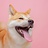 Dogs