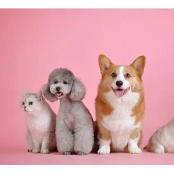 Dierenwereld