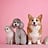 Pet Supplies
