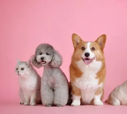 Dierenwereld