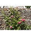 NATURE Bamboe rekbaar rooster – 45x180 cm – Bruin