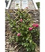 NATURE Bamboe rekbaar rooster – 45x180 cm – Bruin