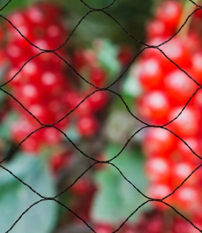 Primo Natural Anti-Bird Net – 10 x 10 m – Black