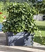 Tuscany Zelfbewaterende Plantenbak – 74 L – Zwart – Met Waterreservoir