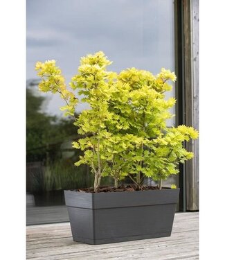 DEROMA Bloembak met Wieltjes – 75L – 79 x 35 x 35 cm – Donkergrijs