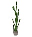 Kunstcactus -Yuca – Groen– H.109 cm