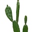 Artificial Cactus "Yuca" – Green – Potted Plant – H.109 cm