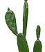 Kunstcactus -Yuca – Groen– H.109 cm