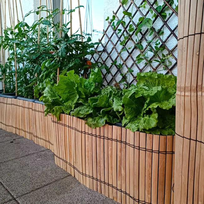 Bamboe Rolborder - Bamboerol - 200cm - Licht