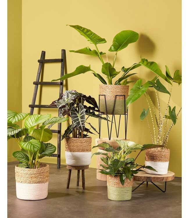 Bijzettafel Lichtbruin 1Paulownia hout