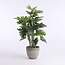 Mica Decorations Künstlicher Philodendron - Grün - H120 cm