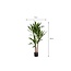 Mica Decorations Artificial Dracaena Plant - Green - H100 × Ø70 cm