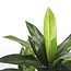 Mica Decorations Artificial Dracaena Plant - Green - H95 × Ø60 cm