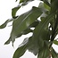 Mica Decorations Artificial Dracaena Plant - Green - H100 × Ø70 cm