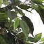 Mica Decorations Künstlicher Ficus - Grün