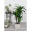 Mica Decorations Artificial Dracaena Plant - Green - H95 × Ø60 cm