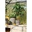 Mica Decorations Artificial Ficus Plant - Green