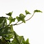 Mica Decorations Artificial Trailing Ivy - Green - L24 × W15 × H130 cm