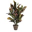 Mica Decorations Artificial Croton Plant - Green