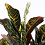 Mica Decorations Artificial Croton Plant - Green