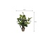 Mica Decorations Künstliche Funkie - Grün - H65 × Ø40 cm