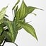 Mica Decorations Artificial Hosta Plant - Green - H65 × Ø40 cm