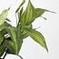 Mica Decorations Künstliche Funkie - Grün - H65 × Ø40 cm