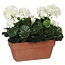 Mica Decorations Artificial Geranium Plant - White