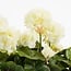 Mica Decorations Artificial Geranium Plant - White