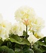 Kunstplant Wit 1Polyester