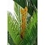 Mica Decorations Artificial Cycas Palm - Green - H150 cm