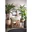Mica Decorations Artificial Cycas Palm - Green - H150 cm