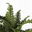 Mica Decorations Künstlicher Farn - Grün - H40 × Ø55 cm