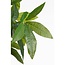 Mica Decorations Artificial Fatsia Plant - Green - H150 cm