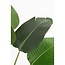 Mica Decorations Artificial Banana Tree - Green - H120 cm