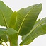 Mica Decorations Künstlicher Bananenbaum - Grün
