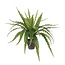 Mica Decorations Künstlicher Asplenium-Farn - Grün - H50 × Ø75 cm