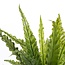 Mica Decorations Artificial Asplenium Fern - Green - H50 × Ø75 cm