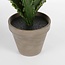 Mica Decorations Künstlicher Asplenium-Farn - Grün - H50 × Ø75 cm